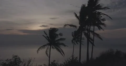 Beach, sunset, coconut tree blowing in the wind Stock Footage 142343366