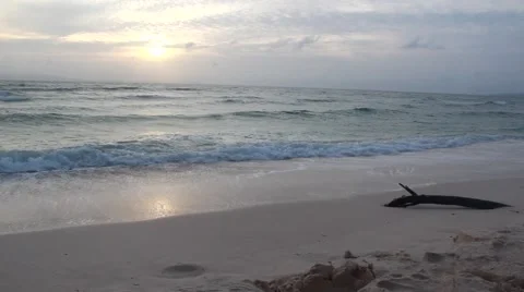 Beach Sunset Stock Footage 53897526