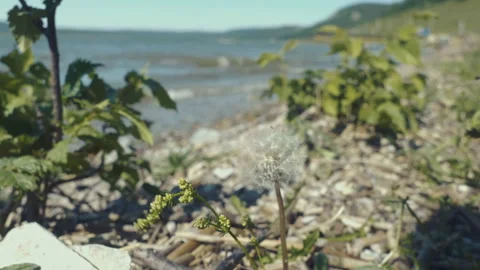 Beach on the sunset. Grass waves on the wind on the background of the beautiful Stock Footage 91584276