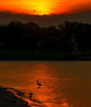 Beach  sunset with heron Stock Photos