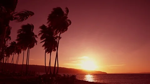 Beach sunset over the sea Punta Cana Dominican Republic. Palms sunset landscape Stock Footage 124991946
