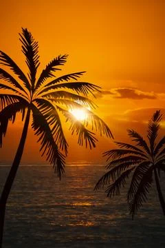Beach Sunset Palm Tree Stock Photos