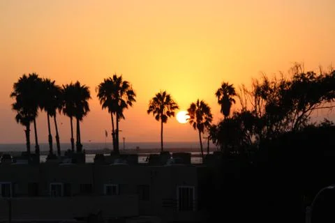 Beach Sunset Palm Tree row Stock Photos
