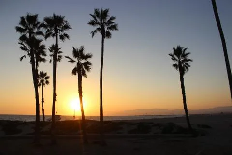 Beach Sunset Palm Trees Low Angle Stock Photos