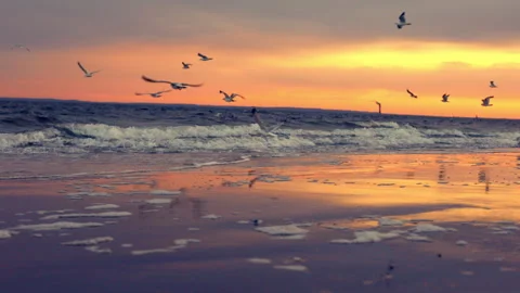 Beach Sunset with seagulls Stock Footage 263790092