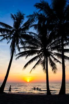 Beach in sunset time. palm trees silhouette on sunset tropical beach Stock Photos