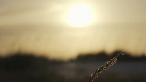 Beach Sunset w/Vegetation blowing in the wind Stock Footage 146481264