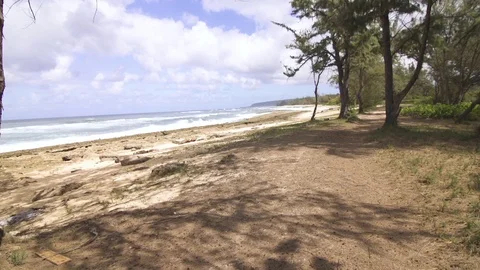 Beach surrounded by trees with the waves on a beautiful sunny day Stock Footage 85818642