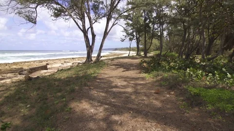 Beach surrounded by trees with the waves on a beautiful sunny day Stock Footage 85818670