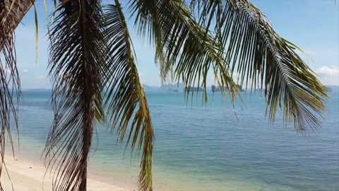 Beach, in Thailand, coconut tree 스톡 동영상 234425190