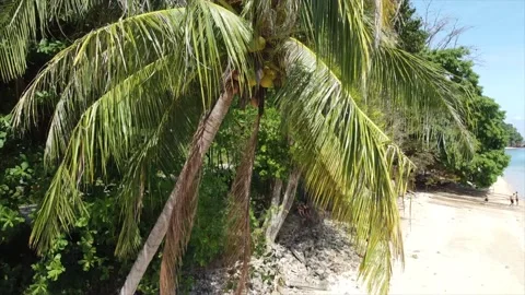 Beach, in Thailand, coconut tree 스톡 동영상 234425336