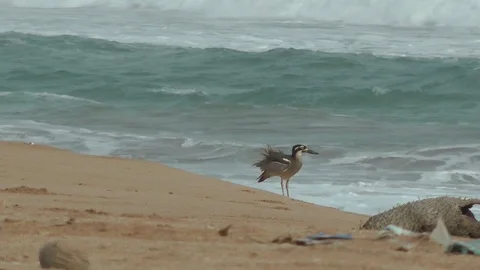 Beach Thick-knee, Java, Indonesia Stock Footage 86226545