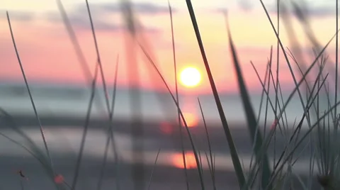 Beach through dune grass Stock Footage 64228796