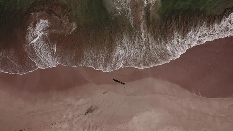 Beach top view solo surfer entering water, waves on shore Stock Footage 99504056