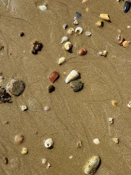 Beach Treasures Close-up Stock Photos