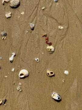 Beach Treasures Close-up Stock Photos