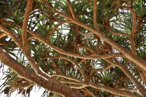 A beach tree in australia Stock Photos