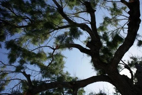 Beach tree in blue sky summer background plakias creta covid-19 season modern Stock Photos