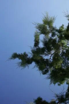 Beach tree in blue sky summer background plakias creta covid-19 season modern Stock Photos