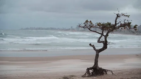 Beach tree on a cloudy day Video stock 128160476