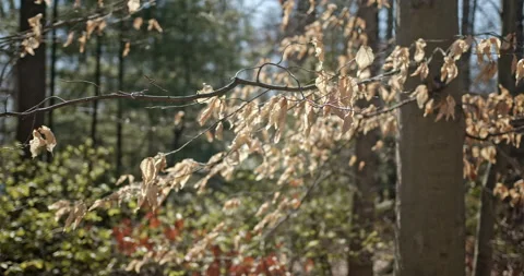 Beach tree with dead leaves shaking in breeze on cold sunny winter day Stock Footage 139990630