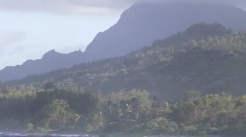 Beach Tree Stock Footage 6530758