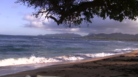 Beach Tree Stock Footage 6530800