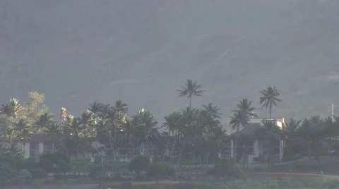 Beach Tree Stock Footage 6627239