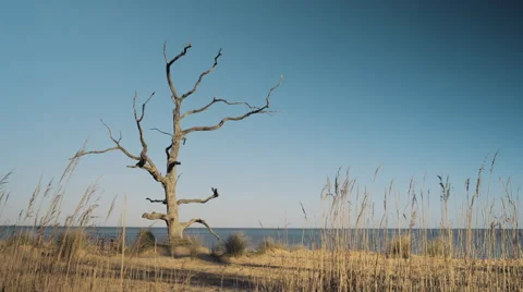 Beach tree 스톡 동영상 62808292