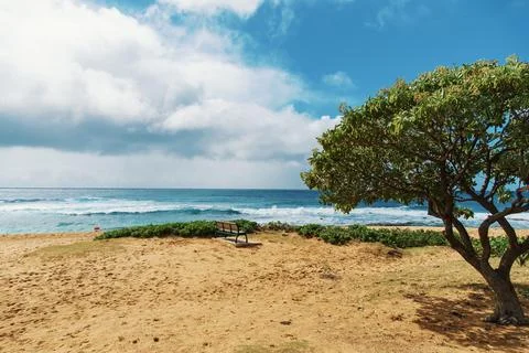 A beach with a tree in the foreground and the ocean in the background Stock Photos