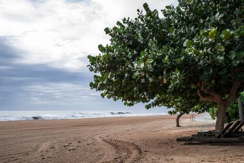 A beach with a tree in the foreground Stock Photos