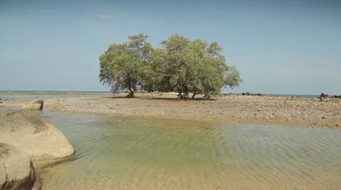 Beach Tree Landscape Tripod Shot Stock Footage 43564844