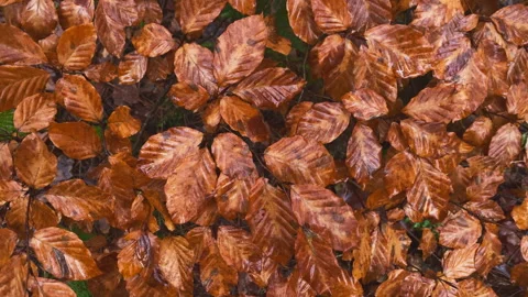 Beach tree leaves at a young beech tree at autumn. The leafs are wet. Stock Footage 269079478