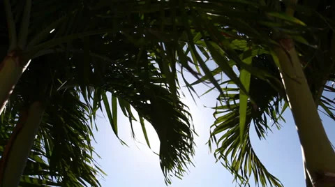 Beach Tree Lens Flare Stock Footage 36568197