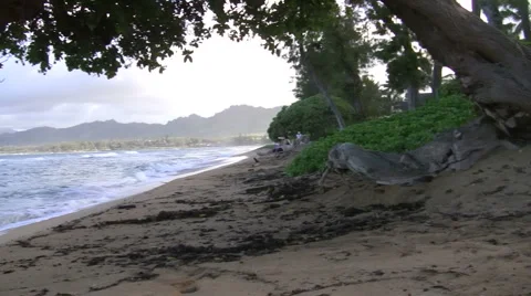 Beach Tree Pan Stock Footage 6530585