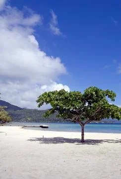 Beach tree Stock Photos