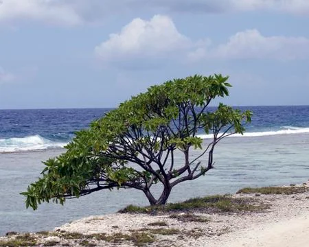 Beach tree Stock Photos