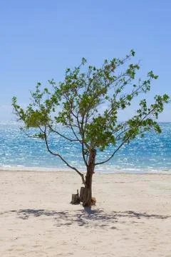 Beach tree 스톡 사진