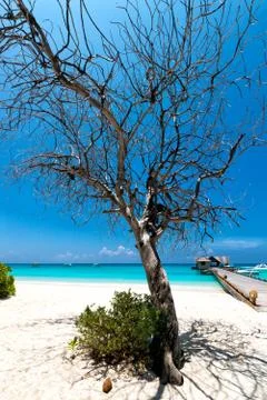 Beach tree Stock Photos