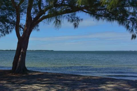 The Beach Tree Stock Photos