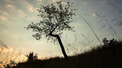 Beach Tree Sunrise - 4K Timelapse 動画素材 110788932