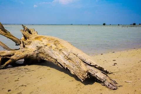 Beach tree trunks Stock Photos
