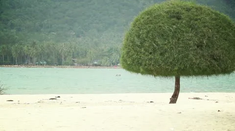 Beach Tree video background Video stock 21998890