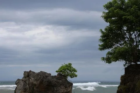 Beach with trees and waves 스톡 사진