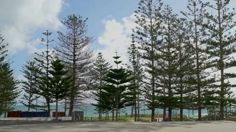 Beach trees Stock Footage 202213715