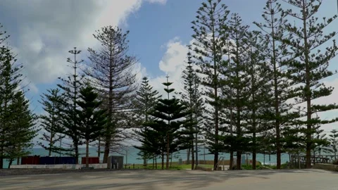Beach trees Stock Footage 202213957