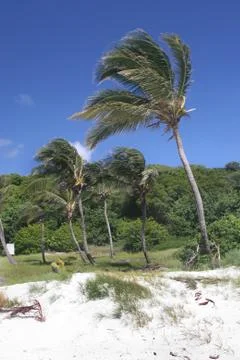 Beach trees Stock Photos