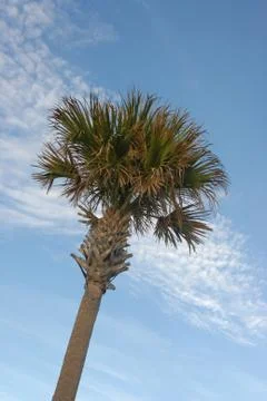 Beach Trees  Stock Photos