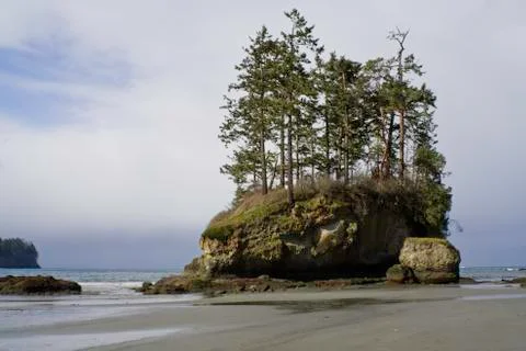 Beach with trees Stock Photos