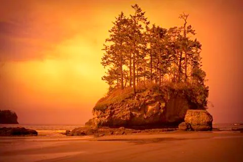 Beach with trees Stock Photos